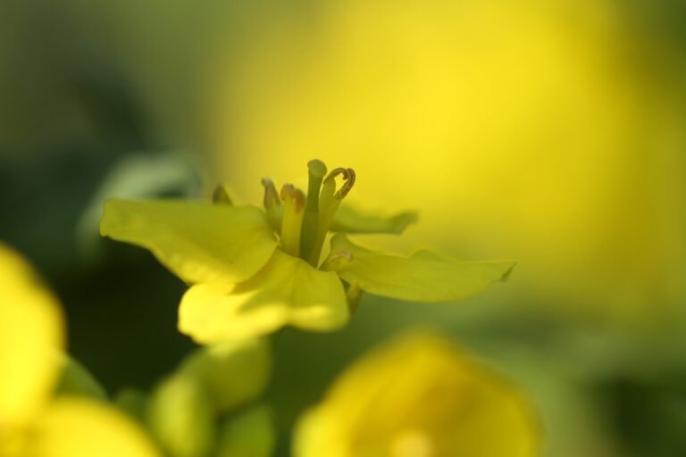 yellow flowers, spot, nature, spring, i am lying in bed, april, bright, rape blossoms, natural